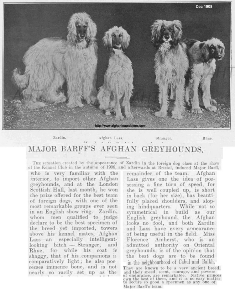 http://www.afghanhoundtimes.com ZARDIN FAMILY  PHOTO 1908
