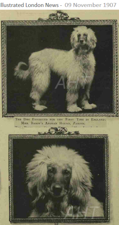 http://www.afghanhoundtimes.com ZARDIN PHOTO 1907