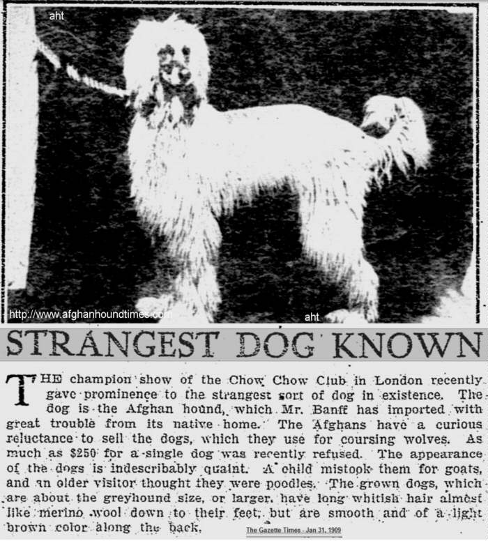http://www.afghanhoundtimes.com Photo Zardin 1908