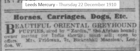 http://www.afghanhoundtimes.com Zardin litter announcement December 1910
