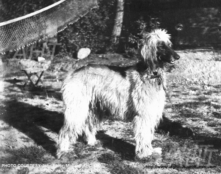 http://www.afghanhoundtimes.com PHOTO Zardin
