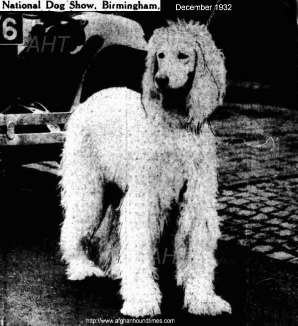 http://www.afghanhoundtimes.com PHOTORupmati Of Zarni