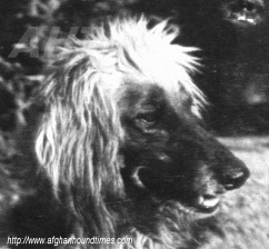 http://www.afghanhoundtimes.com Photo Zardin